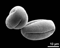 dry pollen grains