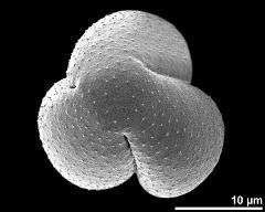 polar view (dry pollen grain)