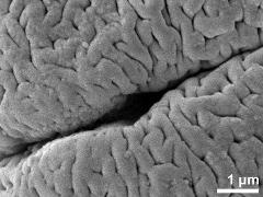 Sculpture along colpi