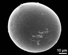 hydrated pollen grain