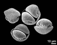 dry pollen grains