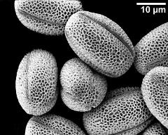 dry pollen grains