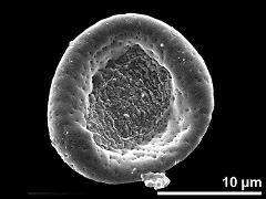 dry pollen,polar view