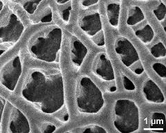 exine surface