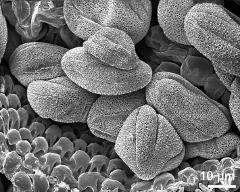 dry pollen grains