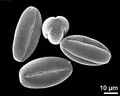 dry pollen grains