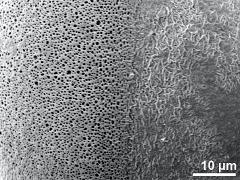 hydrated pollen,aperture detail,exine surface