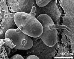 hydrated pollen,instant pollen tubes