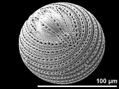 hydrated pollen grain