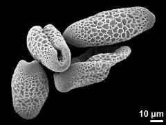 dry pollen grains