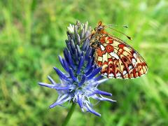 flower of Phyteuma persicifolium (with Boloria euphrosyne)