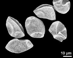 dry pollen grains