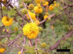 flower(s)