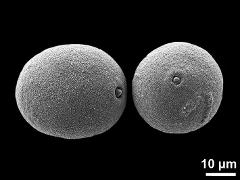 hydrated pollen grains