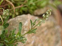 inflorescence(s)