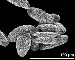 dry pollen grains