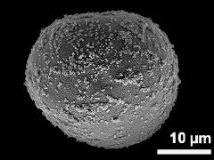 proximal polar view