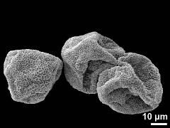 dry pollen