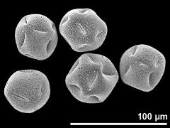 dry pollen grains