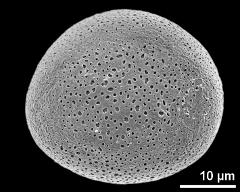 polar proximal view