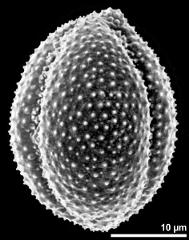 dry pollen grain in equatorial view