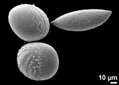 hydrated and dry pollen grains