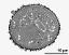 pollen grain in cross section