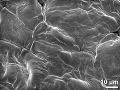 exine surface