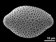 polar proximal view