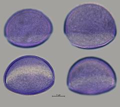 hydrated pollen