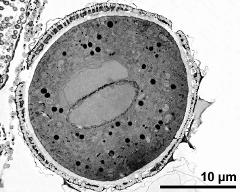 cross section of pollen grain