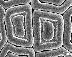 exine surface of dry pollen grains