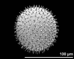 hydrated pollen grain