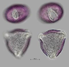 hydrated Pollen