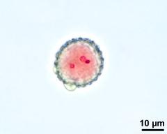 3-celled pollen 