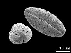 dry pollen grains