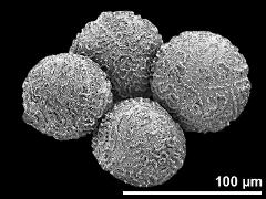 hydrated pollen grains