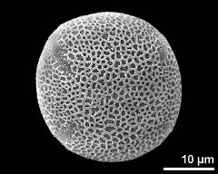 polar view (4-colpate pollen grain)