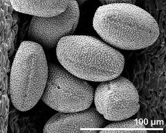 dry pollen grains