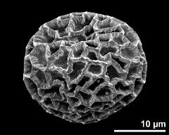 dry pollen grain