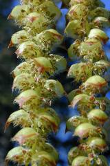 detail of flower(s)