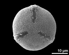 hydrated pollen, polar view