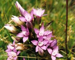 flowers of Gentianella germanica