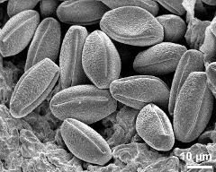 dry pollen grains