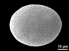 polar proximal view