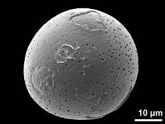 hydrated pollen
