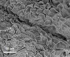 anter surface