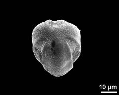 polar view (dry pollen grain)