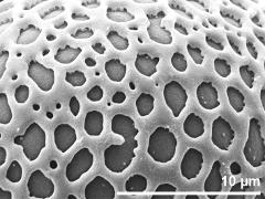 exine surface