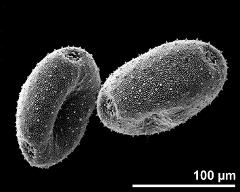 dry pollen grains